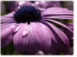 د.نجوى سلطان"أم معاذ"..قبلة المحتاجين