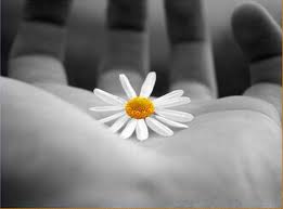 فهلاّ نملة واحدة ؟