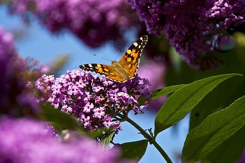 غرب مشرق- بقلم: شيخة المطوع