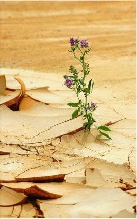 قوة الإرادة ... مفتاح الوصول (1-2)