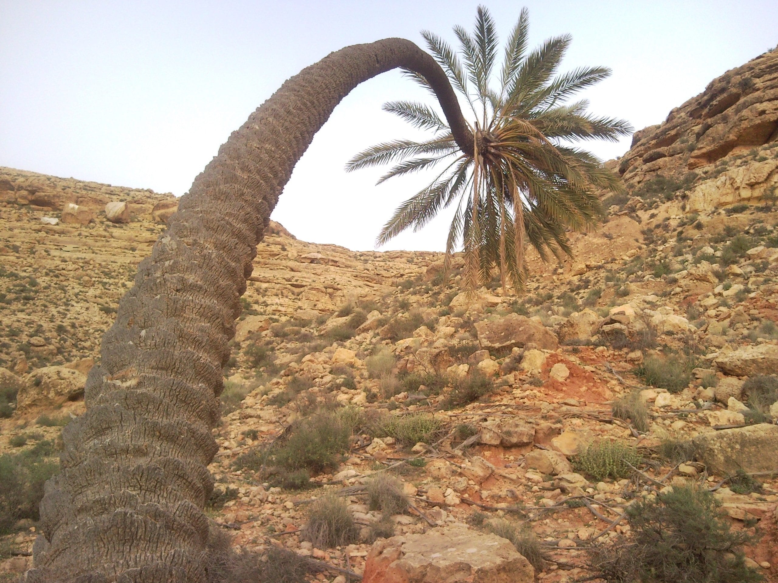 أزاهر من روض المصطفى.. "حنين وأنين"