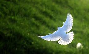 الطوباوية أم الواقعية المنضبطة بالشرع.. ما هو منطق الحركيين الناجحين؟