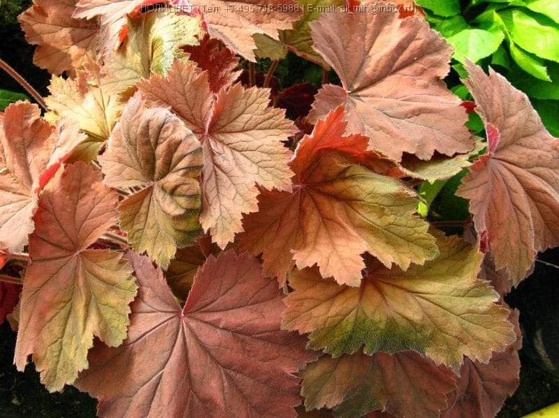 سقطت الأوراق.. هل يعنينا ذلك؟