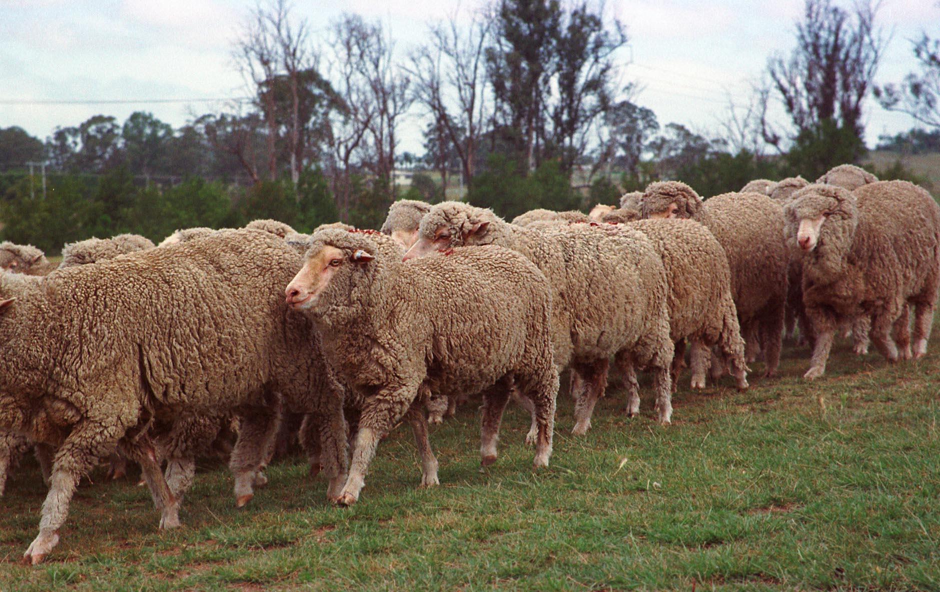 الأضحية.. صورة حية للتكافل الاجتماعي