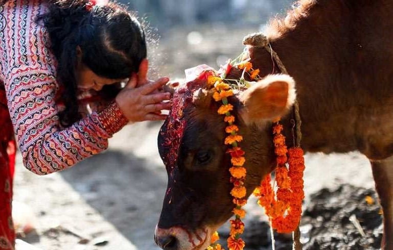 بسبب بقرة..يتعرّض المسلمون في الهند للقتل!