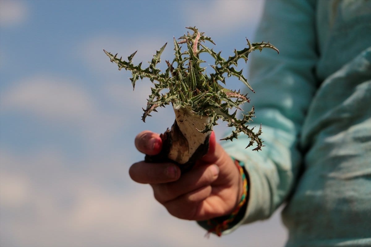 العكُّوب.. معركةٌ مع الاحتلال!!