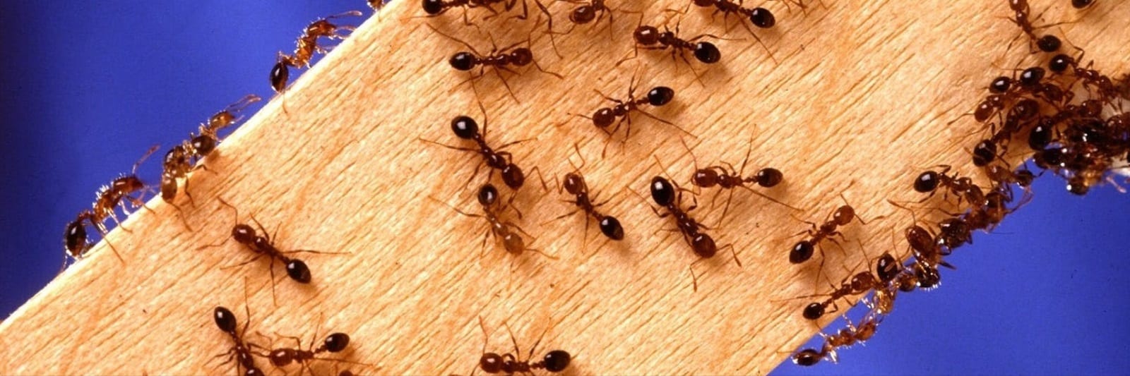 دروس عظيمة في الحياة تُلقيها "نملة"!