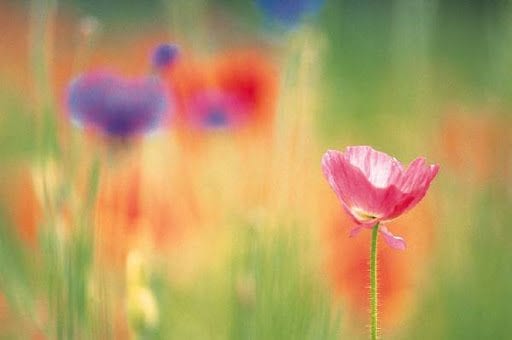 ذوق الفطرة .. وحسن العشرة