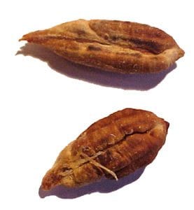 لنواة التمر فوائد ..